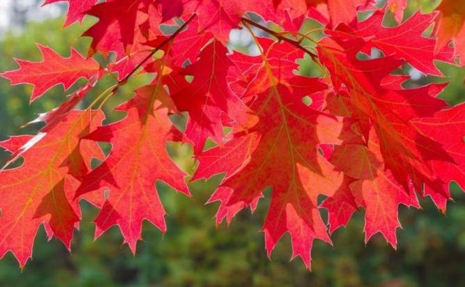 Ve Frýdlantě bude 20. dubna vysazena alej Republiky