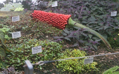 Právě pro Tebe / Kavárna a pekárna 24 Unikátní zmijovec zázračně plodí, o semena mají zájem po celém světě