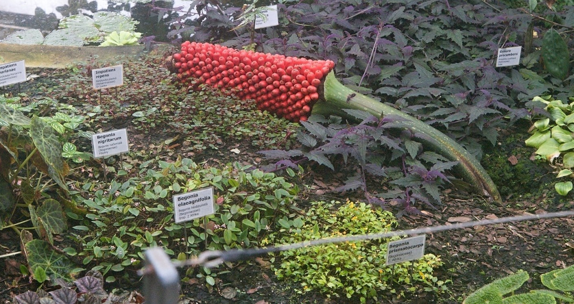 Unikátní zmijovec zázračně plodí, o semena mají zájem po celém světě