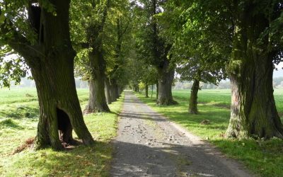 Právě pro Tebe / Kavárna a pekárna 20 Na Frýdlantsku dojde k výsadbě nových alejí podél krajských silnic. Kraj zahájí výběr dodavatelů