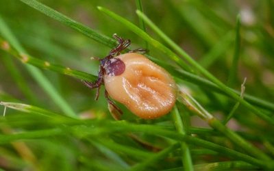 Případů klíšťové encefalitidy přibývá, riziko napadení je teď nejvyšší