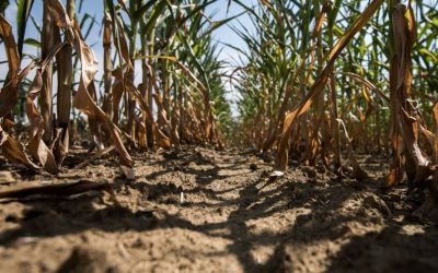 Jizerskohorské muzeum se po povodních konečně otevřelo návštěvníkům 5 Liberecký kraj se stává dalším suchým místem na hydrologické mapě republiky