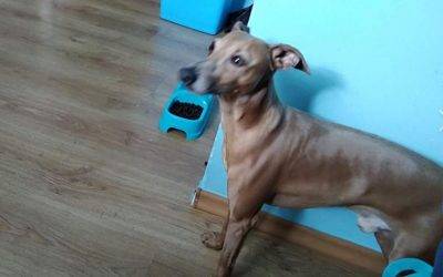 Právě pro Tebe / Kavárna a pekárna 23 Pomozme najít Maxe