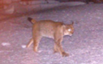 Právě pro Tebe / Kavárna a pekárna 20 V Jizerkách se objevil rys, naposledy tu byl před stovkami let