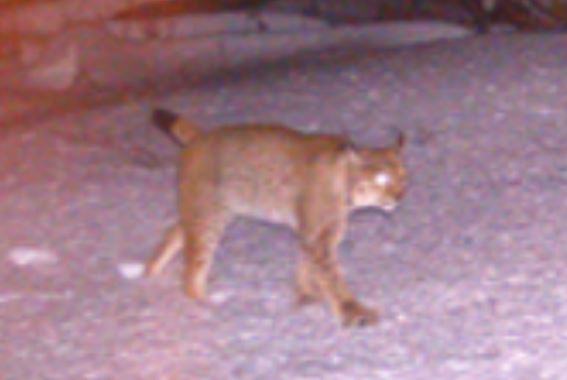 V Jizerkách se objevil rys, naposledy tu byl před stovkami let