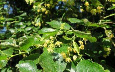 Jizerskohorské muzeum se po povodních konečně otevřelo návštěvníkům 7 Frýdlant na sv. Václava vysadí lípu republiky