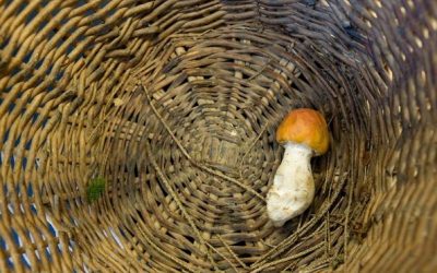 Hledání hub je po suchém létě loterií. Pokud rostou, tak jen u potoků