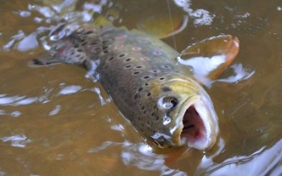Do Jizerských hor se vracejí původní ryby, pstruhům pomůže inkubátor