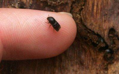 Sucho pomohlo řádění kůrovce, v kraji muselo padnout přes 100 tisíc stromů