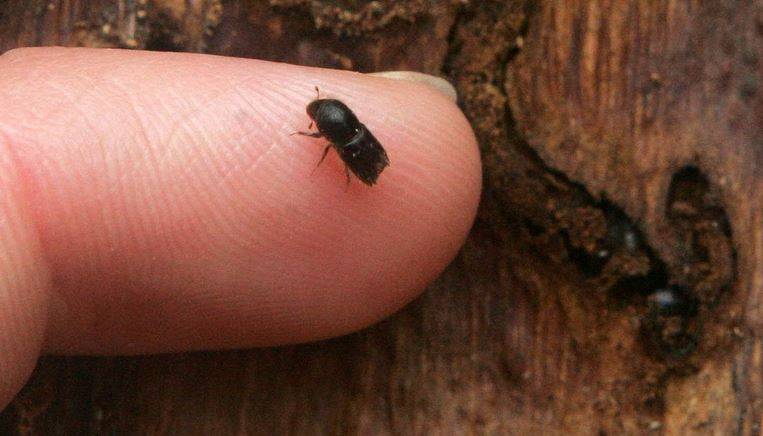 Sucho pomohlo řádění kůrovce, v kraji muselo padnout přes 100 tisíc stromů