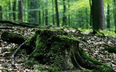 Potraviny Měděnka Hejnice 43 Lesníci dětem vysvětlili, o čem je práce v lese