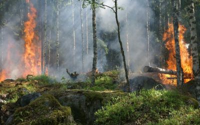 Obchody, nákupní centra, trhy, potraviny, farmářské trhy a stánky 24 V bukovském lese u Raspenavy už nehoří. Požár v poledne uhasili
