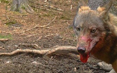 Obchody, nákupní centra, trhy, potraviny, farmářské trhy a stánky 27 Na severu Čech se usadily další vlčí smečky, šelmy se odstřelovat nebudou