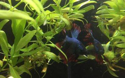 Obchod FAJN ZOO Frýdlant rozšířil sortiment o akvarijní rybičky