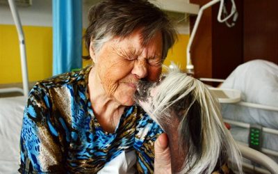 Liberecká nemocnice chce zřídit léčbu psy, pomáhají zbavovat depresí