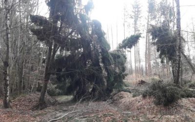 V oblastech Kristiánov a Albrechtice-Dětřichov je zakázán vstup do lesů