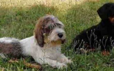 Hardy a Šarm jsou již doma