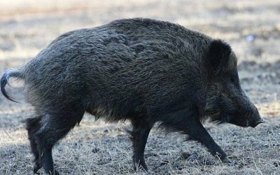 U divočáka na Frýdlantsku našli parazita, platí zvláštní opatření