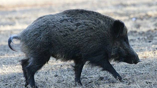 U divočáka na Frýdlantsku našli parazita, platí zvláštní opatření