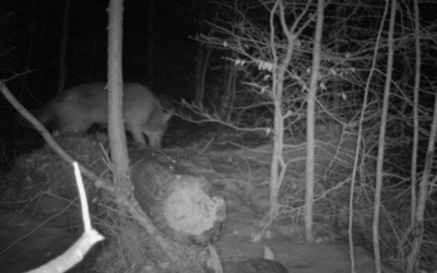 U Zeleného stromu / Restaurace 23 Na Frýdlantsku žijí nejméně dva vlci, prozradily je stopy ve sněhu