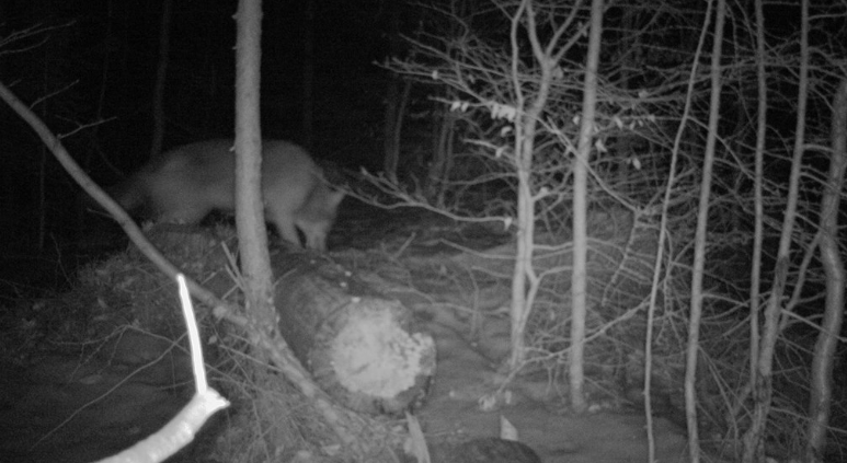 Na Frýdlantsku žijí nejméně dva vlci, prozradily je stopy ve sněhu