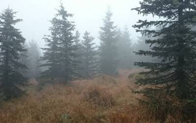 TJ Jiskra Višňová 21 Obnova Jizerských smrčin? Projekt podporují lidé i města