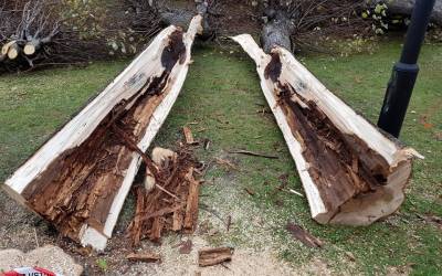 Frýdlant se v sobotu skvěle bavil! 5 V Hejnicích kácí v parku před bazilikou. Stromy nahradí nové lípy a hlohy