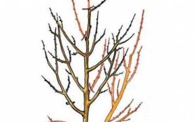 Řez ovocných stromů