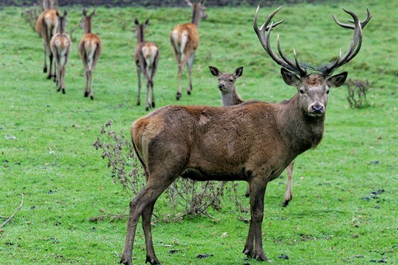 Ministerstvo chce v lesích povolit více zvěře, už teď je přitom přemnožená
