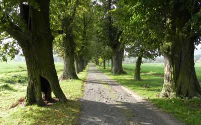 Plus 7 Kraj revitalizuje vybrané aleje a chystá opatření i na Novoborsku a Frýdlantsku