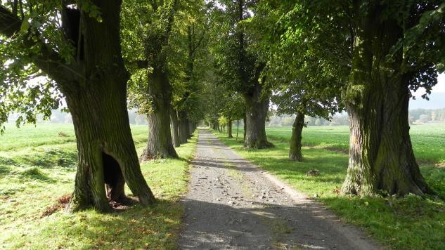 Kraj revitalizuje vybrané aleje a chystá opatření i na Novoborsku a Frýdlantsku