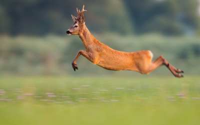 Frýdlant se v sobotu skvěle bavil! 10 Myslivci z Libereckého kraje prosí veřejnost, aby se nedotýkala srnčích mláďat