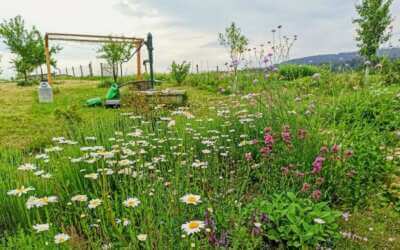 Frýdlant se v sobotu skvěle bavil! 8 Sklízím každé ráno a každý večer, říká majitelka květinové farmy