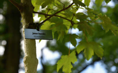 Čarodějnice v Lázních Libverda 10 Prořezané stromy, naučná stezka. Park u hejnické lesnické školy prošel obnovou