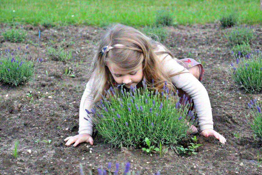 Ve Francii jí učarovaly levandule, teď si na farmě pod Jizerkami plní sen