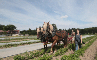 Čarodějnice v Lázních Libverda 9 Škola vám dá jen teorii. Tady se naučíte hospodařit, nabádá rodinná farma