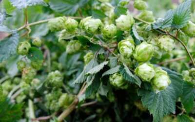 freedlantsko.eu 44 Z Frýdlantského chmele bude opět uvařeno pivo 12°Hospodář i 11°Čeledín