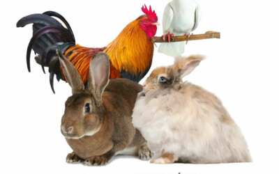 Akce na Frýdlantsku 12 9.Podjizerská výstava králíků, holubů a drůbeže