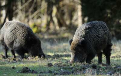 Čarodějnice v Lázních Libverda 10 Za ulovený kus 2 tisíce korun, za uhynulé zvíře 3. Zóna intenzivního lovu divočáků v kraji