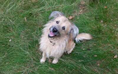 Kunratice rozdaly hasičské poháry / Fotoreportáž 2023 13 První polovina poplatku ze psů je splatná posledního března