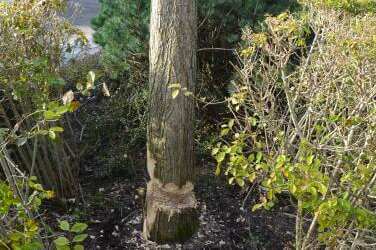 Město Frýdlant podává trestní oznámení za poničení vzrostlého stromu v parku