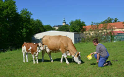 Férová nabídka / DGS 67 Frýdlantští studenti pěstují obilí i chmel a chovají krávy, ovce a kozy. Rádi by založili ovocnou alej či školní zoo