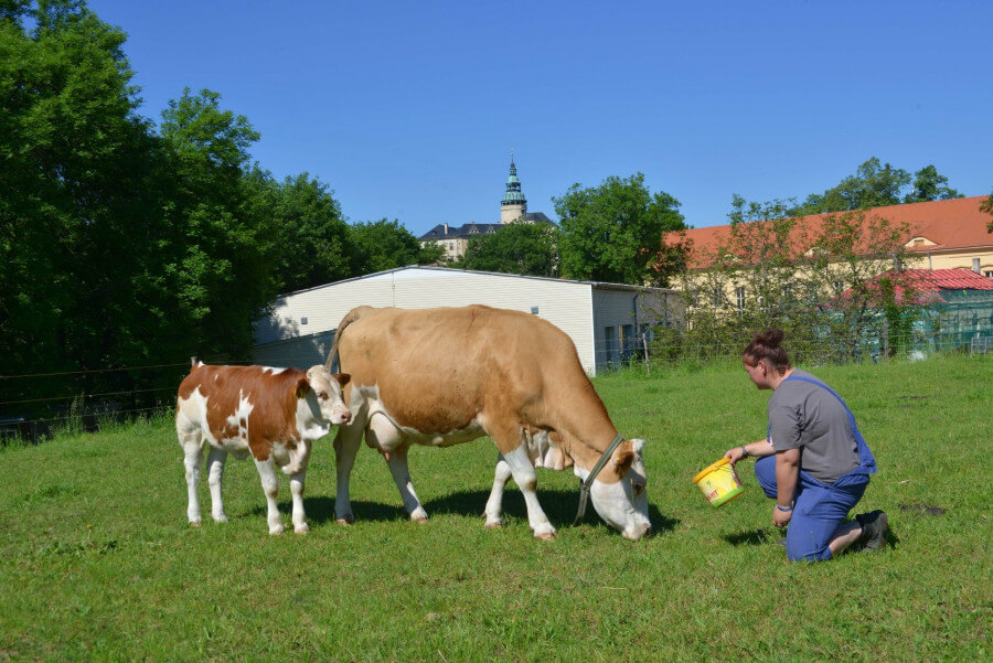 Frýdlantští studenti pěstují obilí i chmel a chovají krávy, ovce a kozy. Rádi by založili ovocnou alej či školní zoo