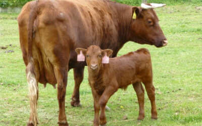 „Přežije-li kultura, přežije národ“, to je motto kampaně pracovníků kulturních organizací z Libereckého kraje 6 Škola ve Frýdlantu bude chránit otužilé krávy, které chovali už Keltové