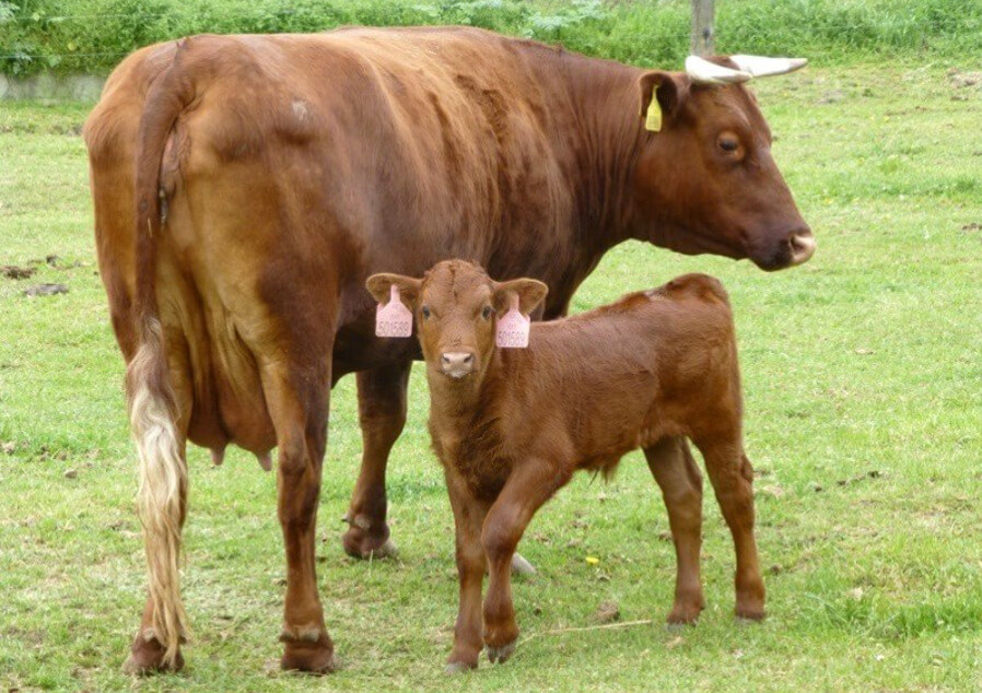 Škola ve Frýdlantu bude chránit otužilé krávy, které chovali už Keltové