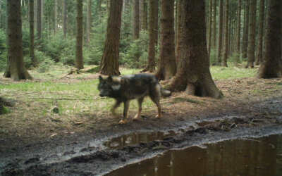 „Přežije-li kultura, přežije národ“, to je motto kampaně pracovníků kulturních organizací z Libereckého kraje 11 Vlk procházel v Raspenavě mezi domy, zřejmě jen hledal cestu