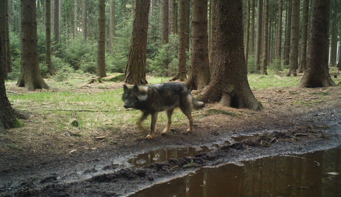 Vlk procházel v Raspenavě mezi domy, zřejmě jen hledal cestu