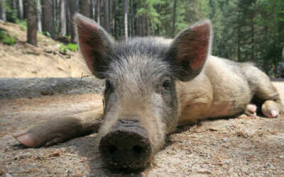 „Přežije-li kultura, přežije národ“, to je motto kampaně pracovníků kulturních organizací z Libereckého kraje 7 Liberecký kraj žádá občany, aby hlásili nález uhynulých prasat divokých