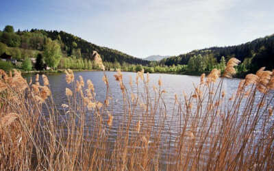 Férová nabídka / DGS 105 Ráj v Pekle, to je rybník Petr v klidném zákoutí Jizerských hor