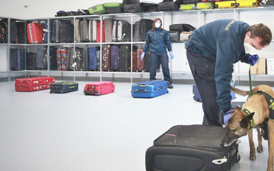 Plus 2 Psi z Heřmanic rozpoznají covid. Jako jediní na světě